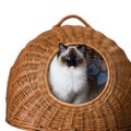 Cat Royalty Free Stock Photo