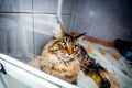 Cat abandoned in the glassify cage at animal shelter Royalty Free Stock Photo