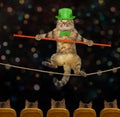 Cat acrobat walks on tightrope in circus