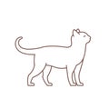 Cat. Adult elegant cat. Animal pet. Pussy. Outline contour line illustration