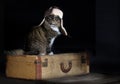 Cat Adventurous Traveler Royalty Free Stock Photo