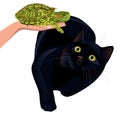 Cat afraid of turtle