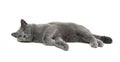 Cat (age 11 months) lying on a white background Royalty Free Stock Photo