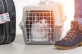 Cat in the airline cargo pet carrier Royalty Free Stock Photo