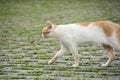 Cat in alishan mountian Royalty Free Stock Photo