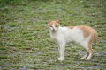 Cat in alishan mountian Royalty Free Stock Photo