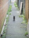 Alley Cat, Hampden Park, East Sussex, UK Royalty Free Stock Photo