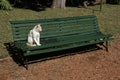 Cat alone in the Park Royalty Free Stock Photo