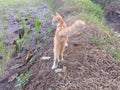 the cat is alone in the rice fields, still small, looking for mice to eat