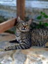 CAT ALSO KNOWN AS DOMESTIC CAT OR HOUSE CAT, ARE A TYPE OF CARNIVORE MAMMAL FROM THE FELIDAE FAMILY. cats streetcats animals