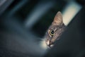 Cat Ambush Royalty Free Stock Photo