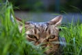 Cat ambush between grass Royalty Free Stock Photo