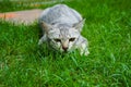 The cat ambush prey on grass Royalty Free Stock Photo
