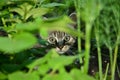 cat in ambush Royalty Free Stock Photo