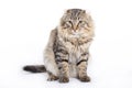 Cat, American curl