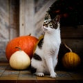 Cat with amputated leg sitting in front of front door decorated with pumpkins. Front Porch decorated for Halloween. Royalty Free Stock Photo