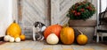 Cat with amputated leg standing by front door decorated with pumpkins. Front Porch decorated for Thanksgiving.