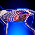 Cat Anatomy - Internal Anatomy of a Cat Royalty Free Stock Photo