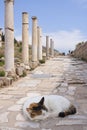 Cat on ancient colonade, Ephesus