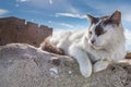 Cat on the ancient ruins near the castle in Paphos, Cyprus Royalty Free Stock Photo