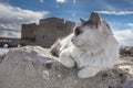 Cat on ancient ruins near the castle in Paphos, Cyprus -n