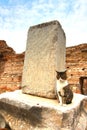 Cat in The ancient town Ephesus, Turkey Royalty Free Stock Photo