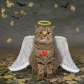 Cat angel with white wings in forest Royalty Free Stock Photo