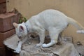 Cat, animal, cats surveyed around the house