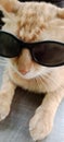 very cool cat wearing sunglasses Royalty Free Stock Photo