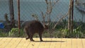 Cat in a rack to repel an attack