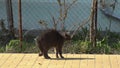 Cat in a rack to repel an attack