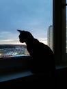 A dark silhouette of a cat looking out the window at the street