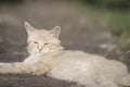 Cat animal portrait. Domestic pet kitten. Ginger feline resting