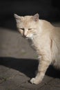 Cat animal portrait. Domestic pet kitten. Ginger feline resting