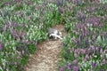 Cat is a animal type mammal and pet so cute gray color sleeping with lavender fields. Royalty Free Stock Photo