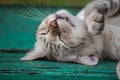 Cat sleeping on wooden chair at park with nature Royalty Free Stock Photo