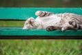 Cat sleeping on wooden chair at park with nature Royalty Free Stock Photo