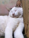 Cat animal white sleep cute kucing putih lucu