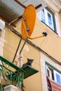 Cat and antenna