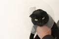 Cat in a Anti Bite Safety Neck Collar . black Cat in the hands of a veterinarian on white background.Healing Protective