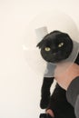 Cat in a Anti Bite Safety Neck Collar . black Cat in the hands on white background.Healing Protective Cone for pets
