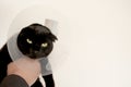 Cat in a Anti Bite Safety Neck Collar . British shorthair black Cat . black Cat in the hands of a veterinarian on white