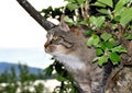 Cat in apple tree Royalty Free Stock Photo