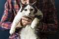 Cat in the arms of the owner. A white-gray cat is resting in the arms of a man. Emotions of love, tenderness, care Royalty Free Stock Photo