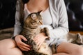 Cat in the arms of a pregnant woman. Close-up