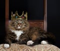 Cat as Royalty Royalty Free Stock Photo