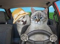 Cat ash with his friend drives car