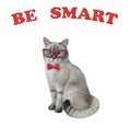 Cat ash smart in red bow tie and glasses Royalty Free Stock Photo