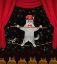 Cat ashen acrobat on tightrope in circus 2