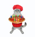 Cat ashen baker holds tray with birthday pizza Royalty Free Stock Photo